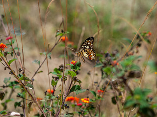 Butterfly on a bush 