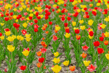 Field of colorful tulips