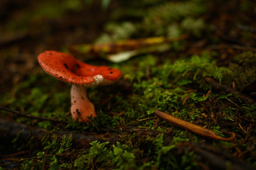 Mushroom Grows In The Moss
