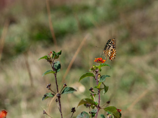Butterfly on a bush 