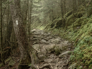 Muted Colors of Mossy Appalachian Trail