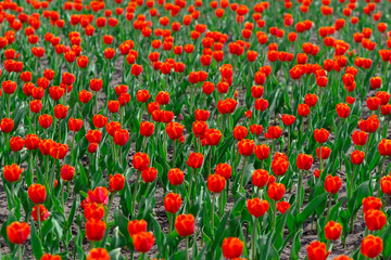 Fototapeta na wymiar Field of colorful tulips in