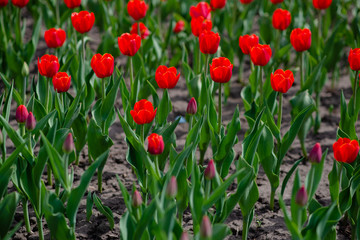 Fototapeta premium Field of colorful tulips in