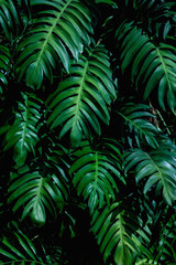 Naklejka na ściany i meble closeup nature view of green leaf in garden, green monstera leaf background, tropical leaf