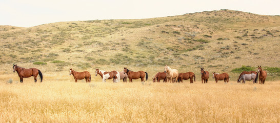 Obraz na płótnie Canvas Horse Herd