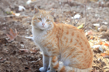 A Cat in white, gold and brown colors sitting in the garden