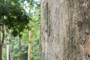 tree in the forest with blurred background