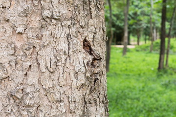 tree in the forest with blurred background