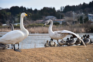 白鳥　幼鳥　伊豆沼