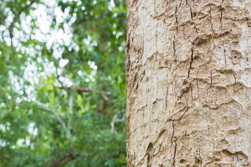 tree in the forest with blurred background