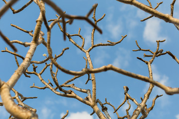 Plumeria flower branch or frangipani branch over blue sky 