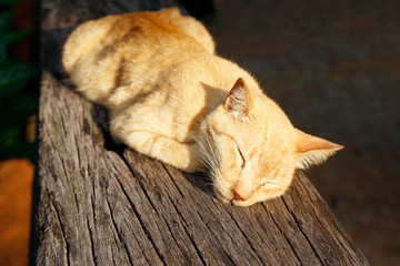 Sleeping Cat laid down over old wooden chair