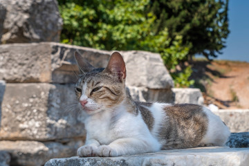 A Cat in white, grey, and brown colors lay down over Ancient brick wall