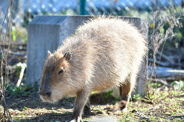 カピバラ