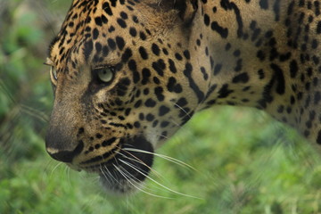 leopard in vandalur zoo, Chennai.