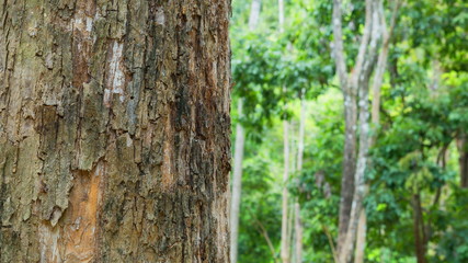 tree in the forest with blurred background