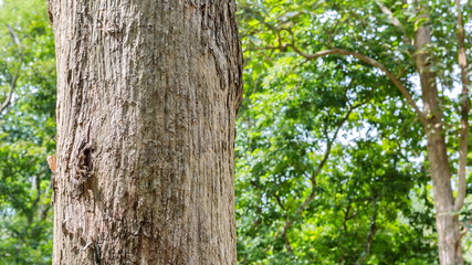 Teak tree in the forest 
