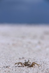 Small light-colored sand bubbler crab on sandy beach with blurred background
