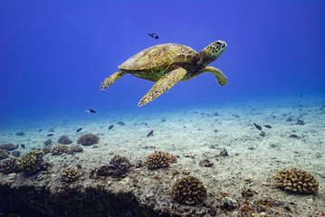 Hawaiian Green Sea Turtle Honu Floating over Reef in Blue Tropical Ocean Water