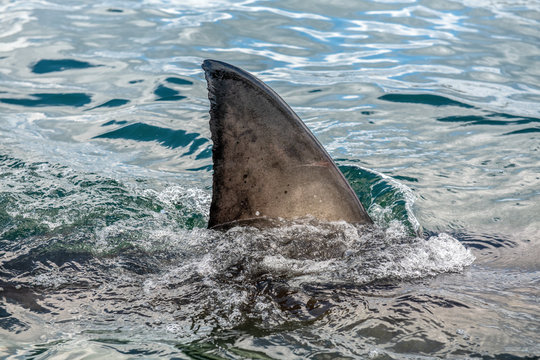 Shark fin above water. Closeup Fin of a Great White Shark (Carcharodon carcharias) in ocean water.