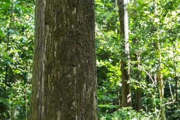 Teak tree in the forest