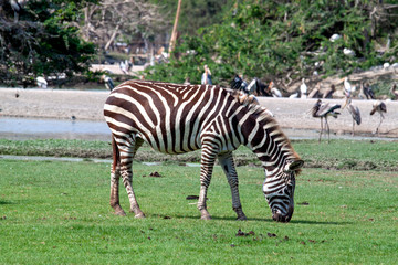 Fototapeta na wymiar One Zebra in greenery field
