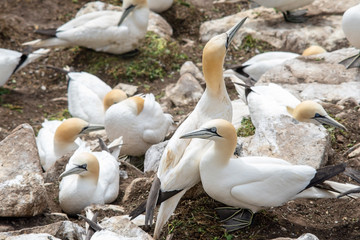 Gannets on rocks in Saltee Islands