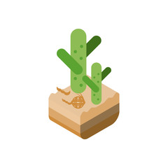 Isolated isometric cactus in the desert vector design