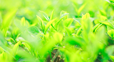 Fresh tea bud and leaves.Tea plantations.selective focus