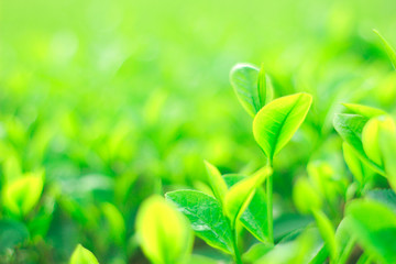Fresh tea bud and leaves.Tea plantations.selective focus