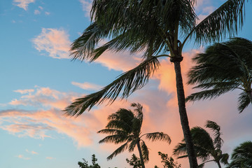 Looking up at the tops of palm trees on a tropical island at sunset with orange clouds in the sky.