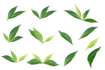 fresh green leaf on white background