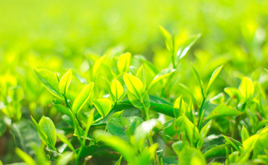 Fresh tea bud and leaves.Tea plantations.selective focus