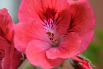 Pink Flower 