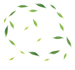 fresh green leaf on white background