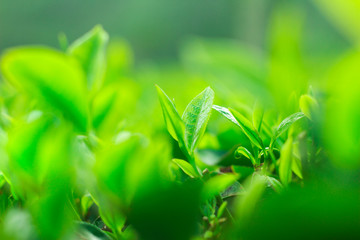 Beautiful green tea plantations in the morning