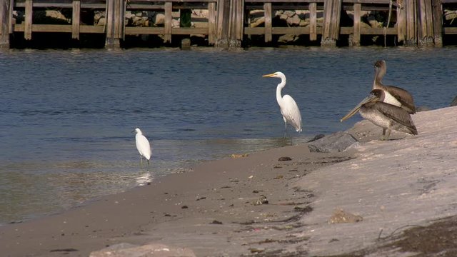 Great egret, snowy egret and pelicans standing on shore line