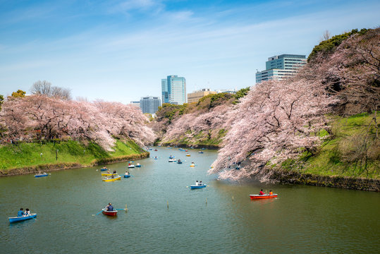 View of massive cherry blossom tree with people oar kayak boat in Tokyo, Japan as background. Photoed at Chidorigafuchi, Tokyo, Japan. Landscape and nature travel, or historical building 