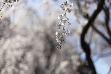 枝垂桜