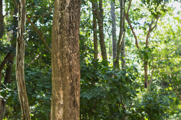 Teak tree in the forest with blurred background
