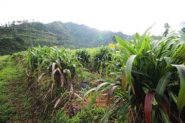 green grass plants that are usually for animal feed