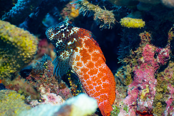 blenny fish in the ocean