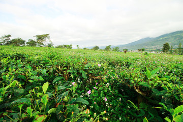 Fototapeta na wymiar Beautiful green tea plantations in the morning