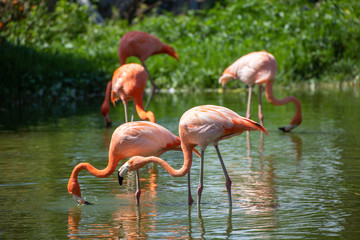 Pink flamingo standing in the water on a green natural background.