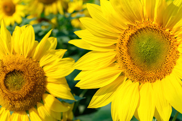 Obraz premium blooming sunflowers close up in a sunny morning