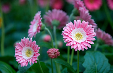 pink flowers in the garden up close