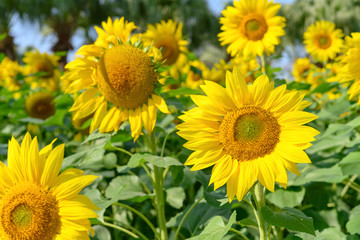 blooming sunflowers in a sunny morning