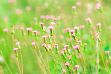 Purple flowers peony flowering on background of purple small flowers.usually blooms in morning summer