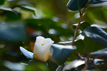 White Flower Of Camellia.