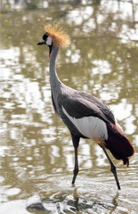 Close up Grey Crowned Crane Walking in The Swamp